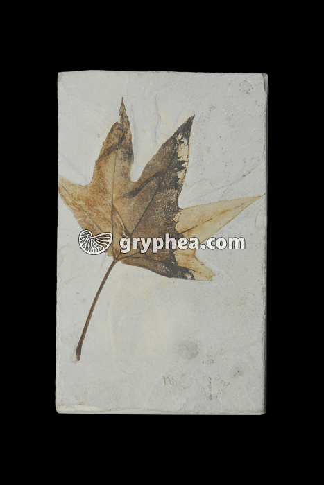 Feuille d'Erable fossilisée - gryphea.com